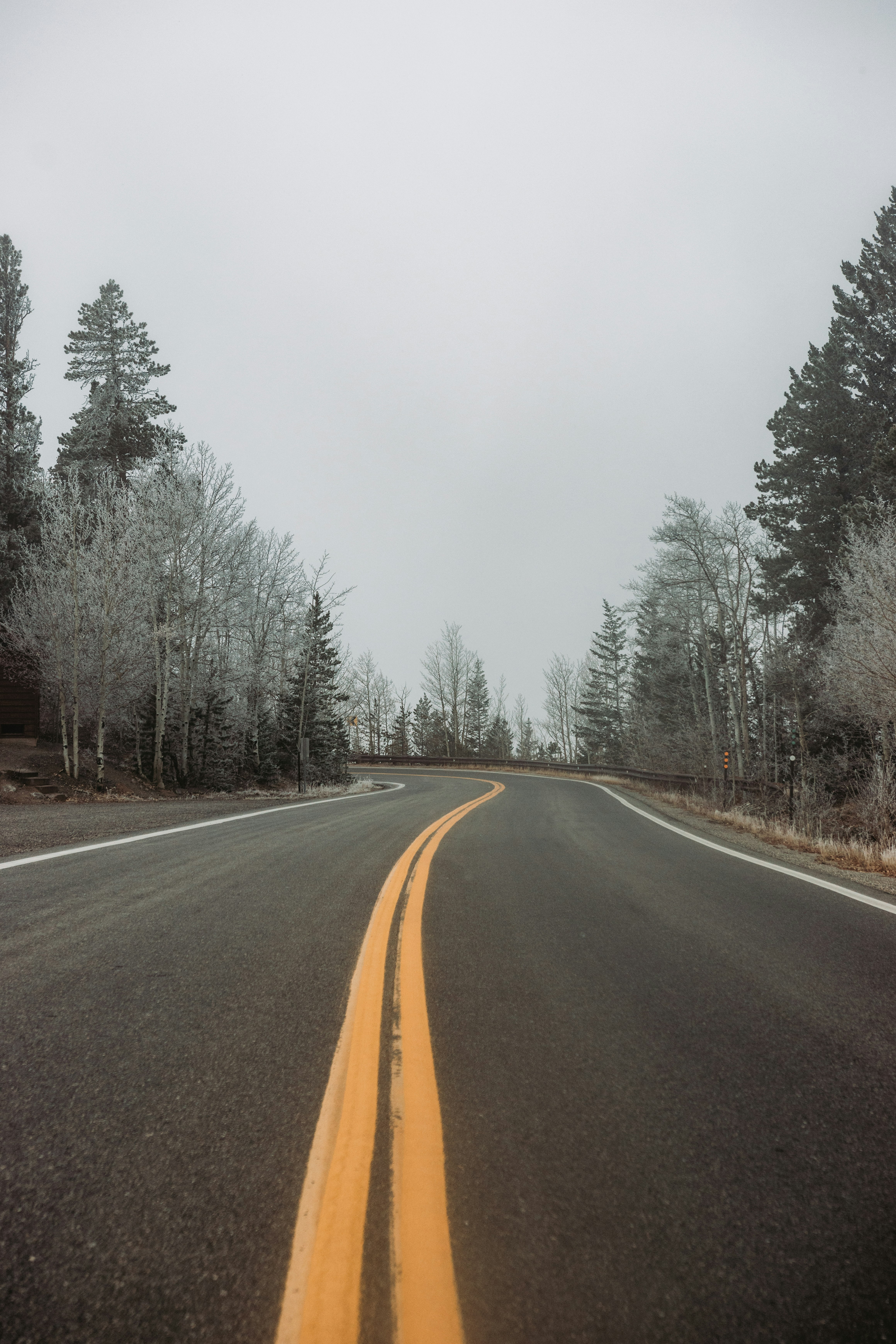 gray asphalt road between trees covered with fog